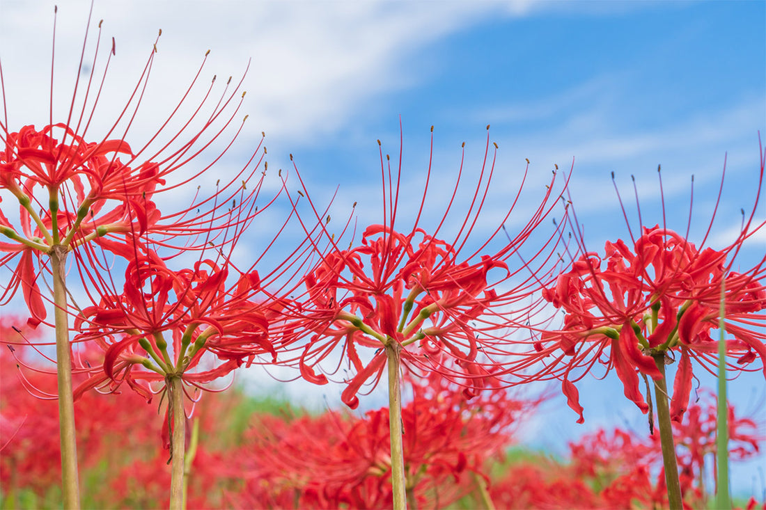 Higanbana flower seeds