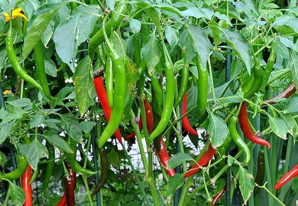 Pepper Seeds