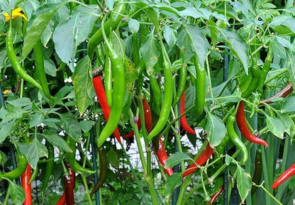 Pepper Seeds
