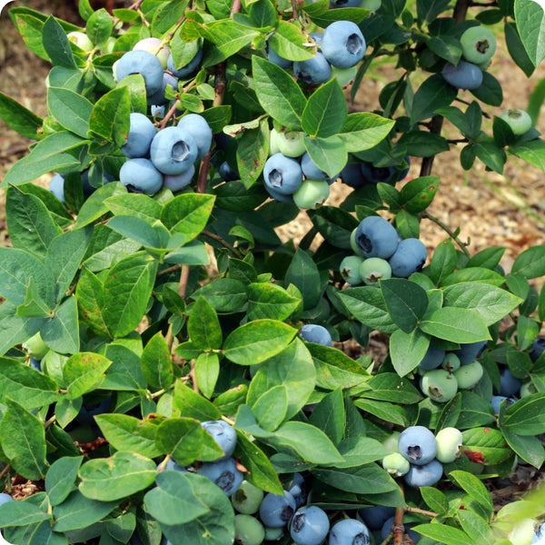 high bush blueberry seeds