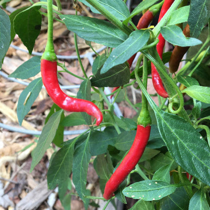 Cayenne Pepper Seeds