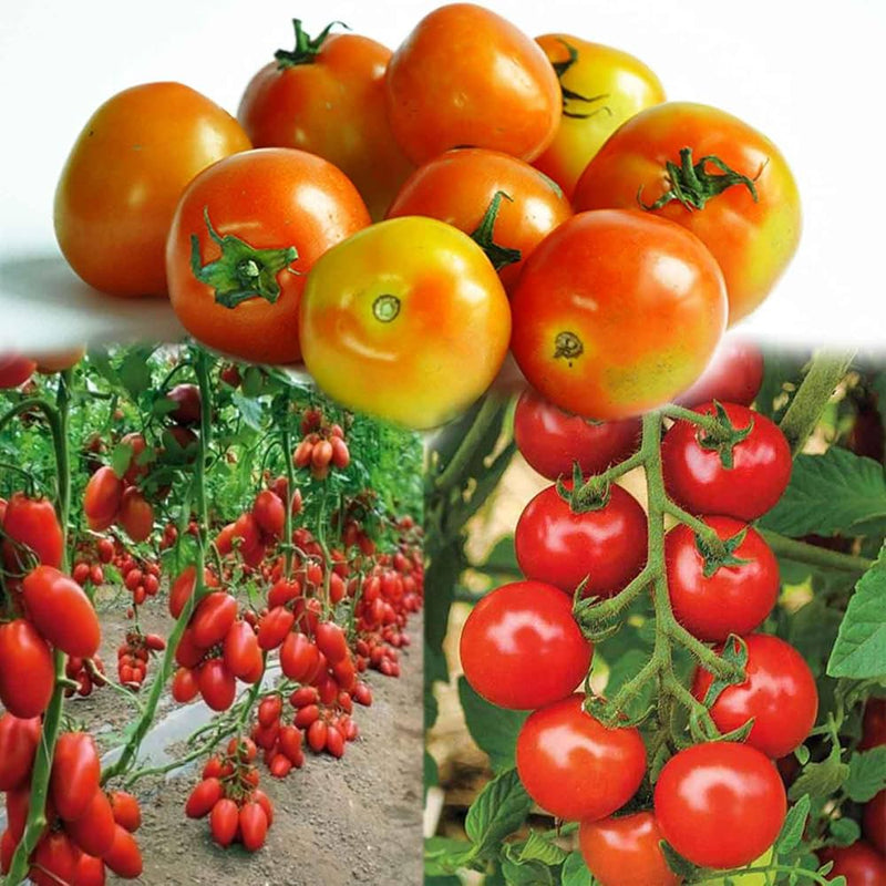 Tomato Seeds for Planting – Heirloom Non-GMO Garden Seeds