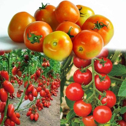 Tomato Seeds for Planting – Heirloom Non-GMO Garden Seeds