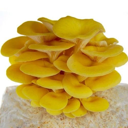 Yellow Mushroom Seeds for Planting – Heirloom Non-GMO Garden Seeds
