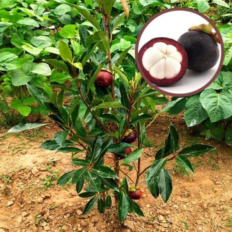 Mangosteen Fruit Seeds for Planting – Heirloom Non-GMO Garden Seeds