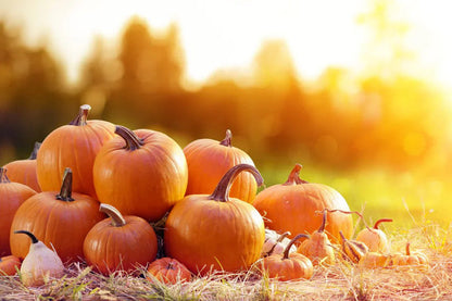 Pumpkin Seeds for Planting – Heirloom Non-GMO Garden Seeds