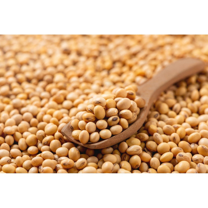 Soybean Seeds for Planting – Heirloom Non-GMO Garden Seeds
