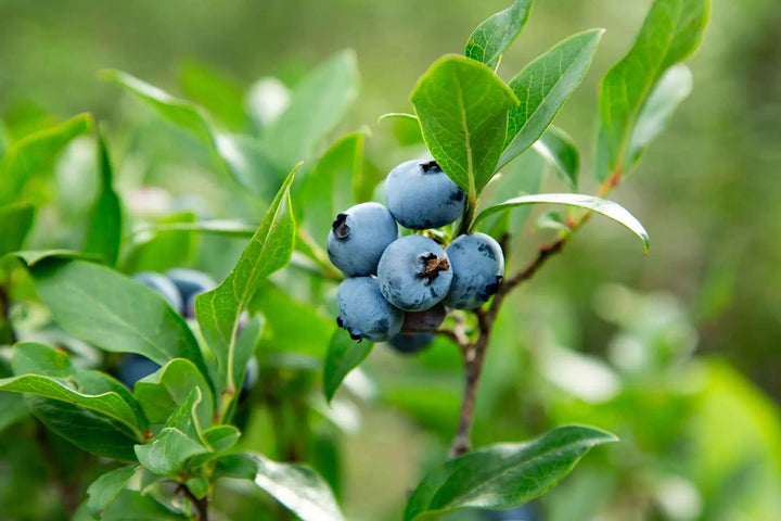Northern Highbush Blueberry Fruit Seeds – Vaccinium corymbosum Garden Seeds