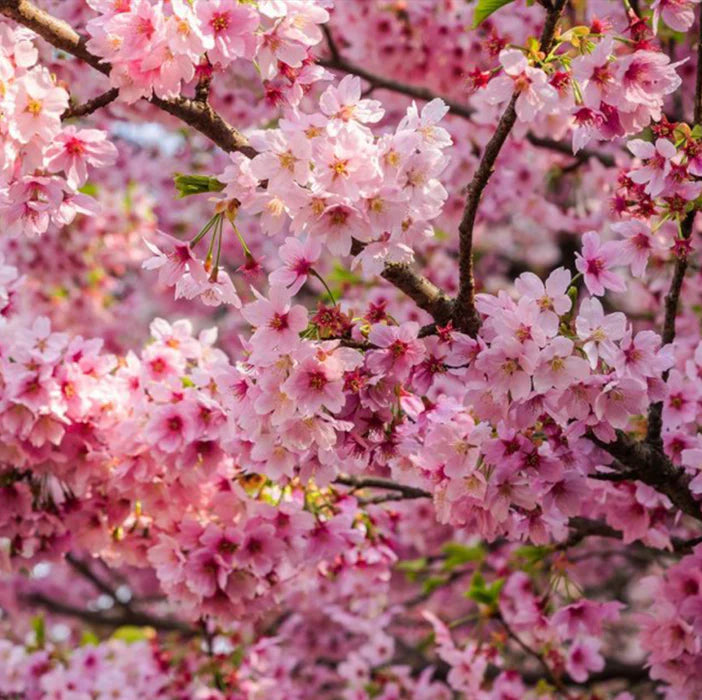 Pink Himalayan flower seeds