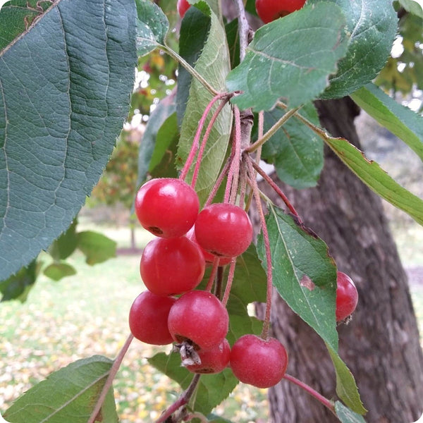 himalayan crabapple seeds
