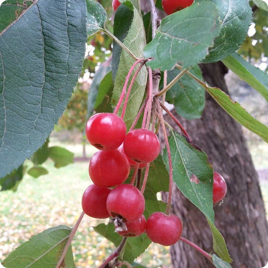 himalayan crabapple seeds