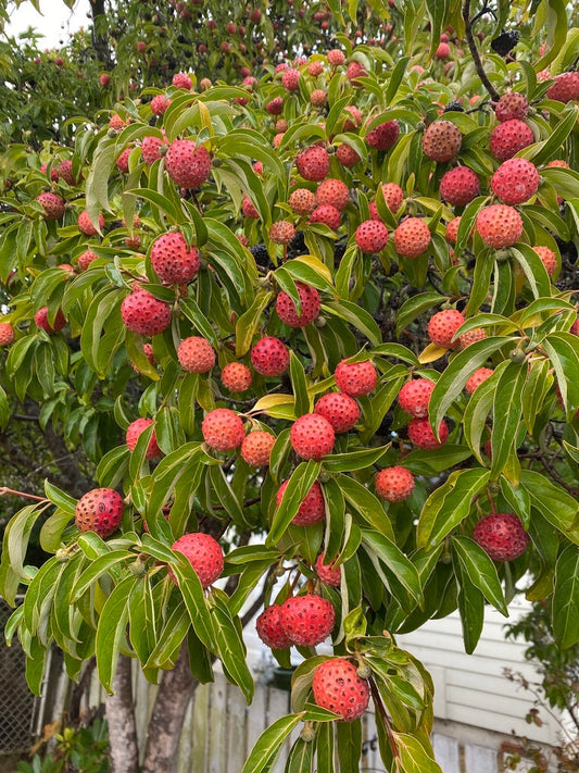 himalayan dogwood seeds