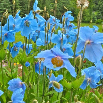 Blue Himalayan Poppy plant