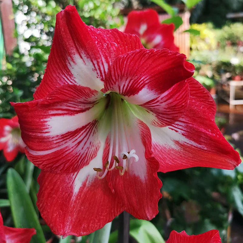 Red Hippeastrum flower seeds