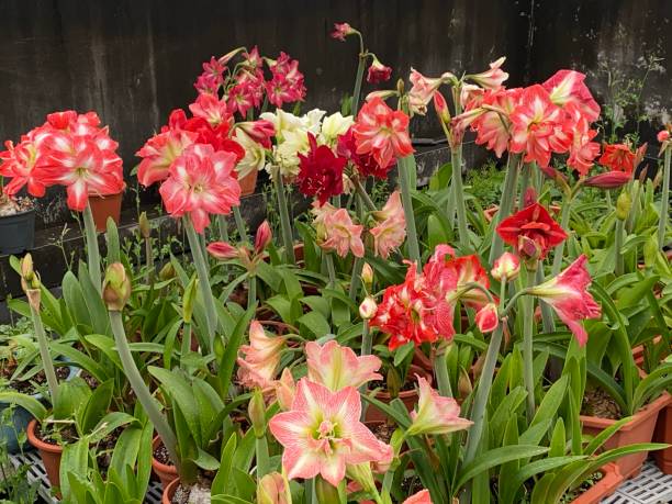 Mixed Hippeastrum Rutilum flower with colorful ornamental blooms grown from seeds