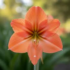 Orange Hippeastrum Flowers in Ornamental Container