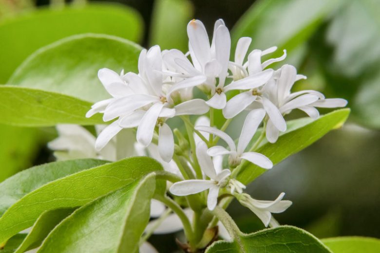 White Chionanthus flower seeds