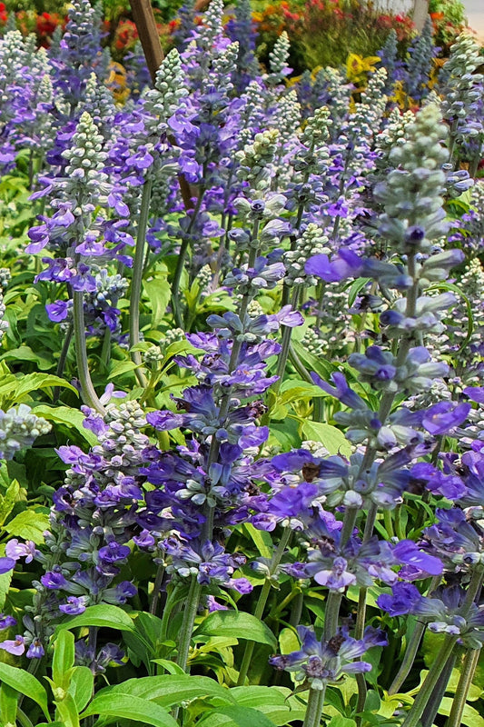 Hoary Skullcap Herb Seeds for Planting – Heirloom Non-GMO Garden Seeds