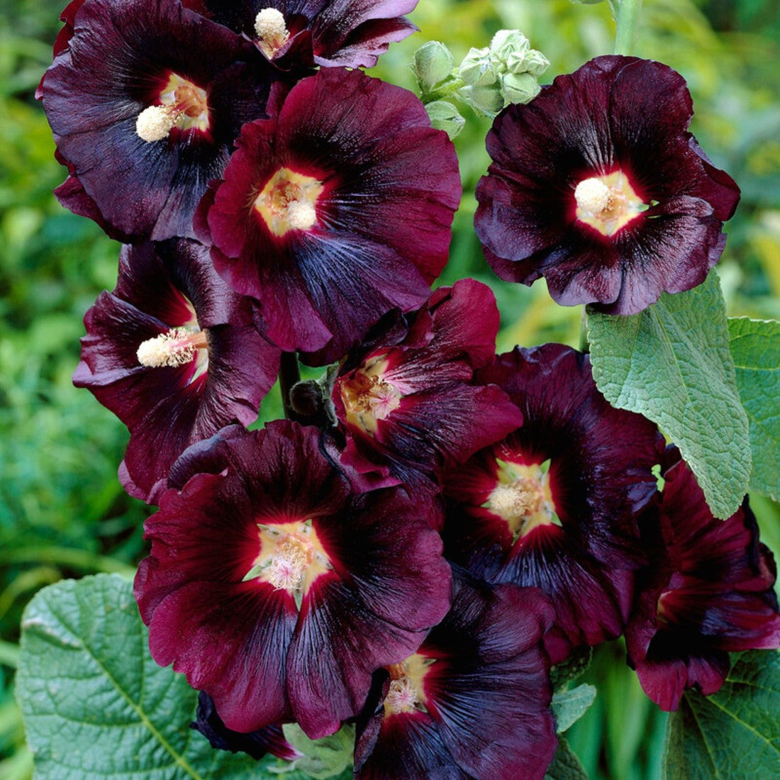Purple Hollyhock flower seeds