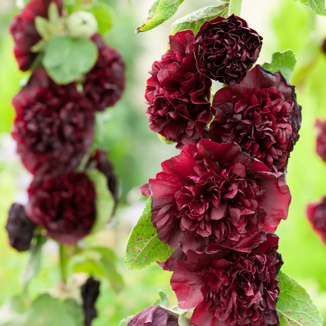 Dark Brown flower seeds