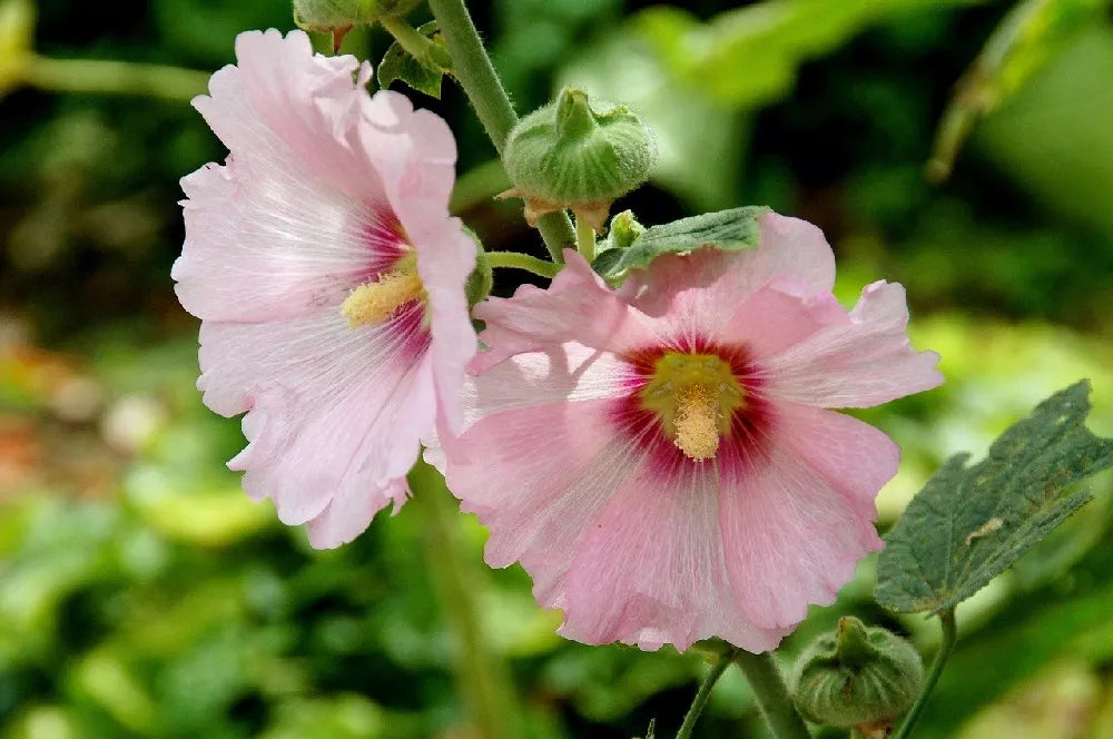 Pale Pink flower seeds
