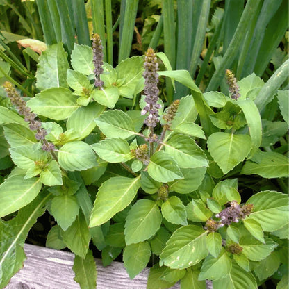 Holy Basil Plant Seeds for Planting with green foliage and flowering Tulsi plant