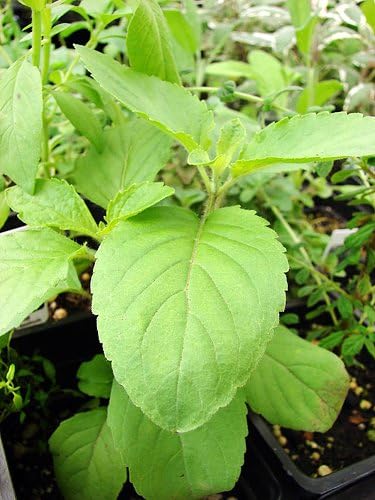 Holy Basil Herb Seeds for Planting – Heirloom Non-GMO Garden Seeds