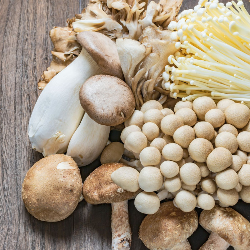 Mixed Mushroom Seeds for Planting – Heirloom Non-GMO Garden Seeds