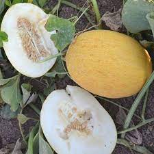 sweet melon seeds