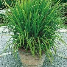 Homegrown wheatgrass sprouting from seeds in a kitchen garden growing container