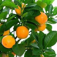 yellow orange seeds