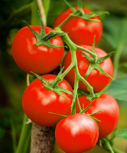 Homestead Tomato Seeds for Planting – Heirloom Non-GMO Garden Seeds