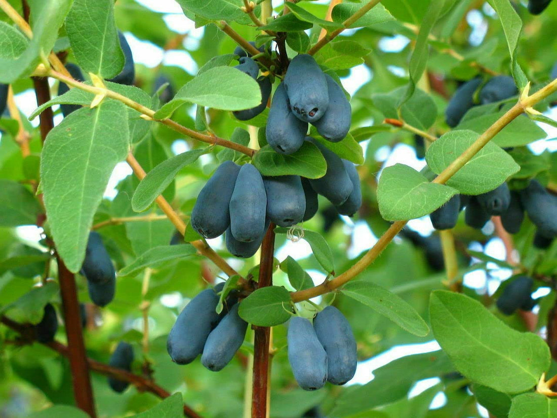 honeyberry seeds