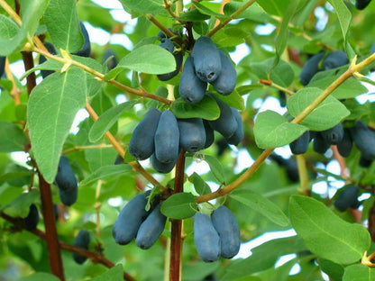 honeyberry seeds