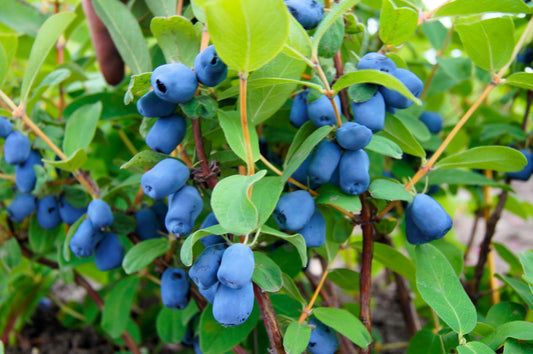 Honeyberry Fruit Seeds for Planting – Heirloom Non-GMO Garden Seeds