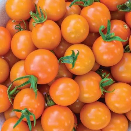 Honeycomb Cherry Tomato Seeds for Planting producing sweet golden-orange cherry tomatoes in abundant clusters for home vegetable gardens