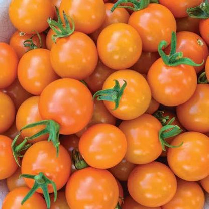 Honeycomb Cherry Tomato Seeds for Planting producing sweet golden-orange cherry tomatoes in abundant clusters for home vegetable gardens