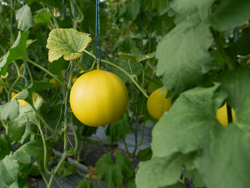 Green Honeydew Melon Fruit Seeds for Planting – Heirloom Non-GMO Garden Seeds