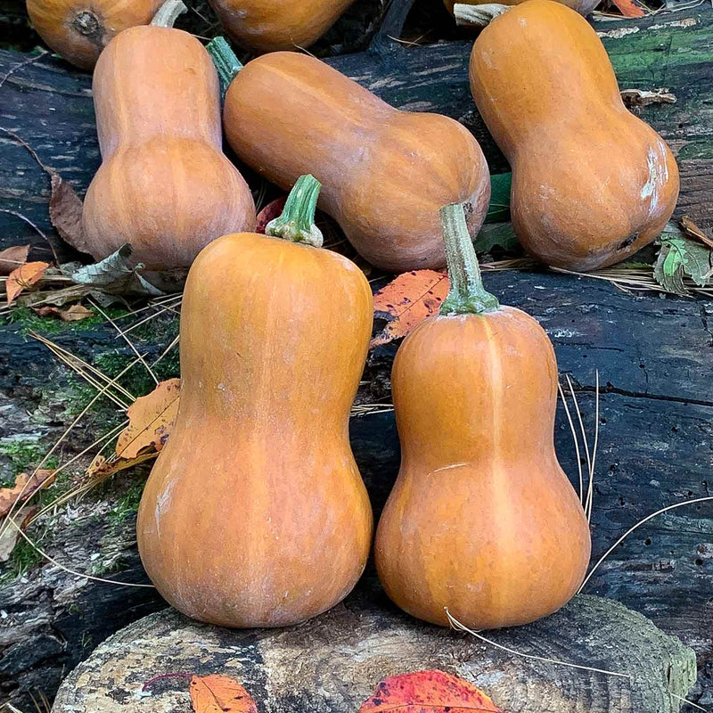 Honeynut Squash Seeds for Planting – Heirloom Non-GMO Garden Seeds