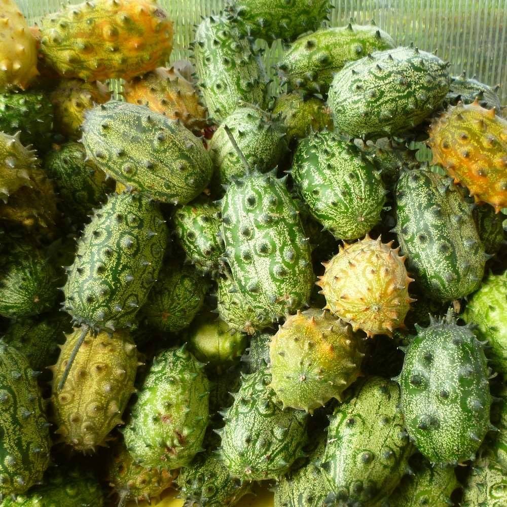 Horned Cucumber Seeds