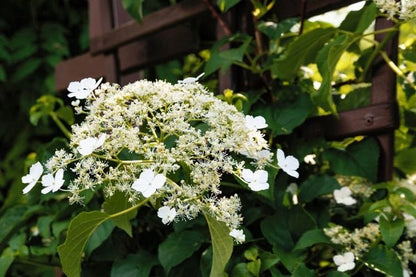 Hortensia Trepadora Flower Seeds for Planting – Heirloom Non-GMO Garden Seeds