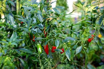 hot pepper seeds