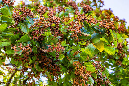 japanese raisin tree seeds