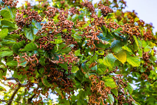 japanese raisin tree seeds