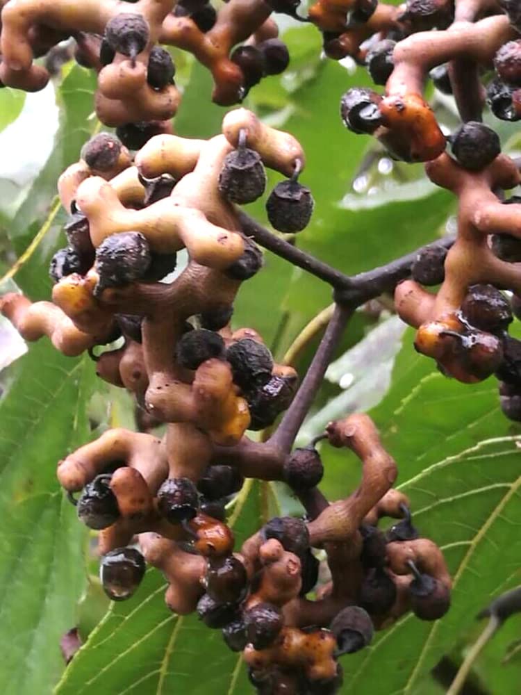 Japanese Raisin Tree Hovenia dulcis Fruit Seeds for Planting – Heirloom Non-GMO Garden Seeds