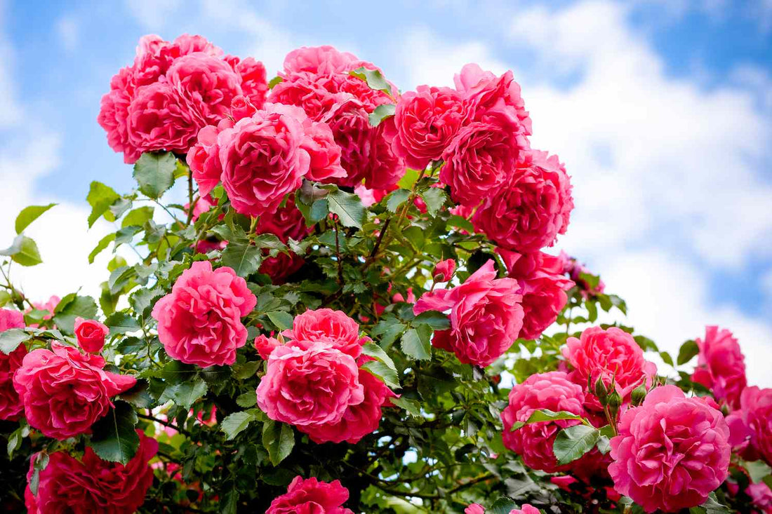 Pink Death flower seeds