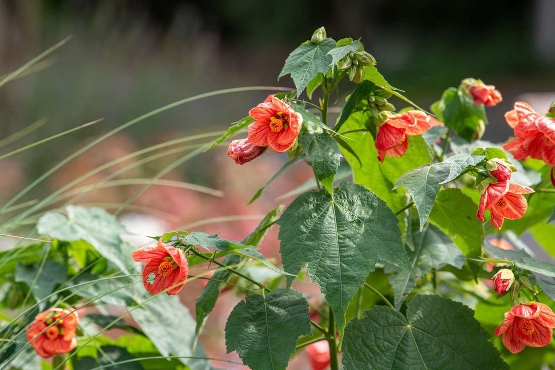 Maple flower seeds