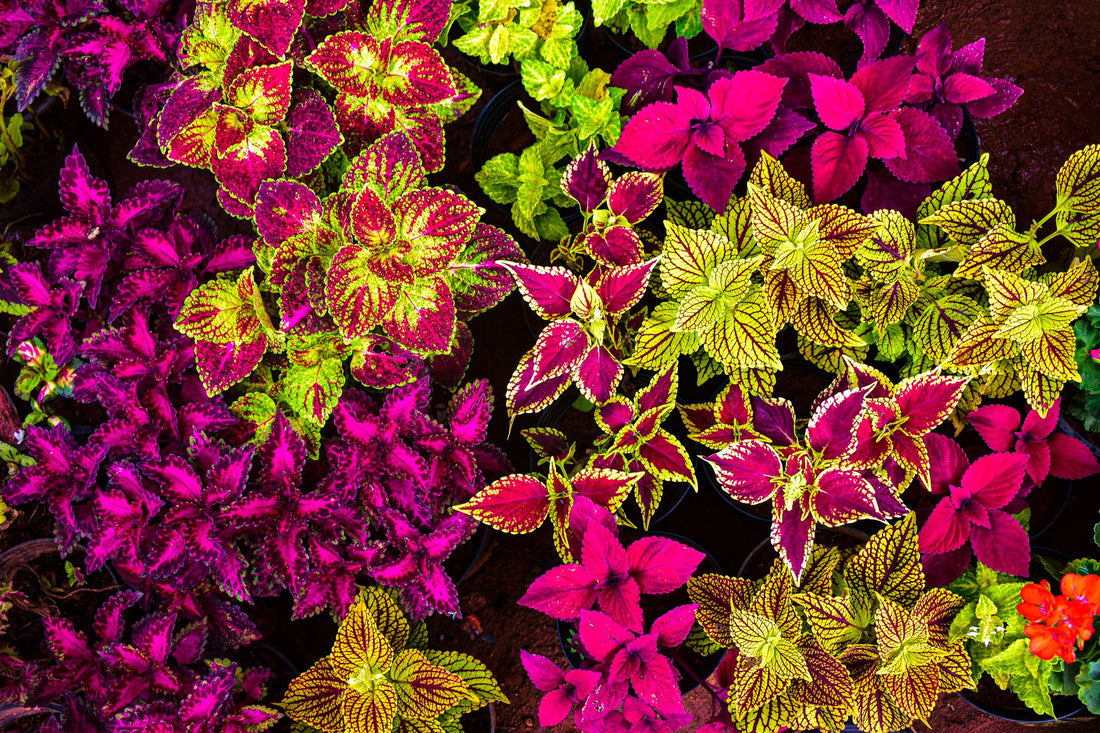 Coleus flower seeds