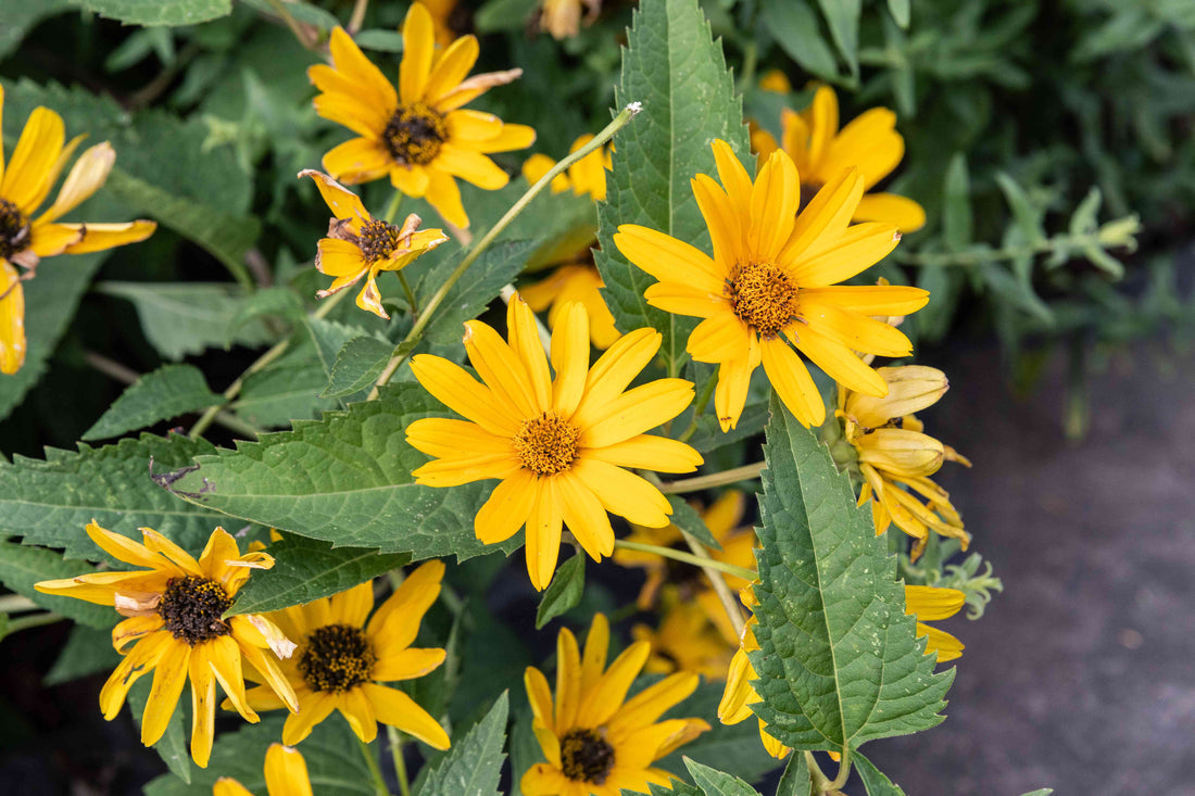 False Sunflower flower seeds