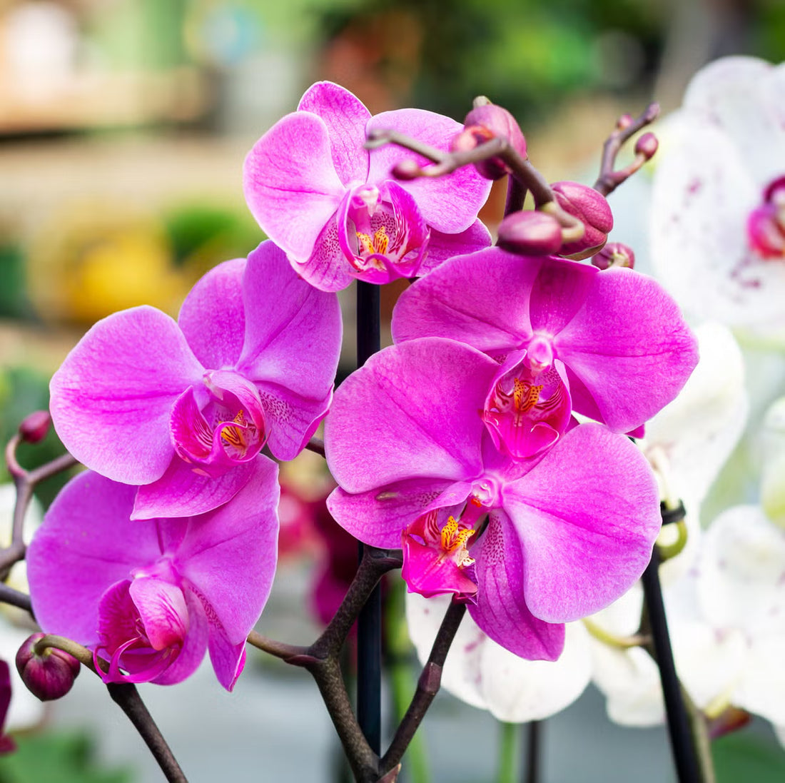 Orchid flower seeds